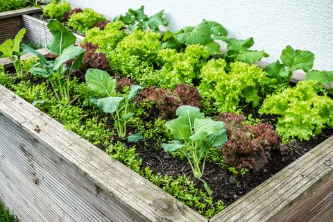 Hochbeet mit Gemüse- und Salatpflanzen