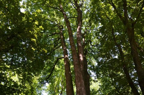 Bäume im Sommer