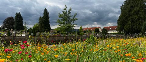 Blick auf den Friedhof mit Blumenwiese im Vordergrund